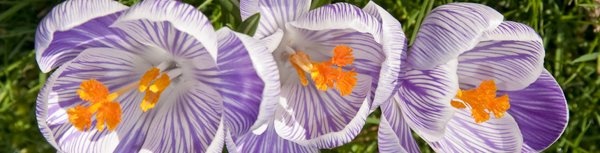 Crocuses