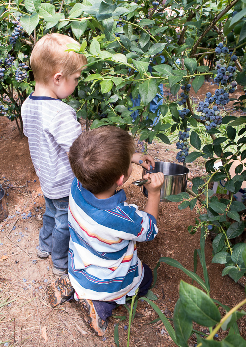 Karl Dettwyler blueberries